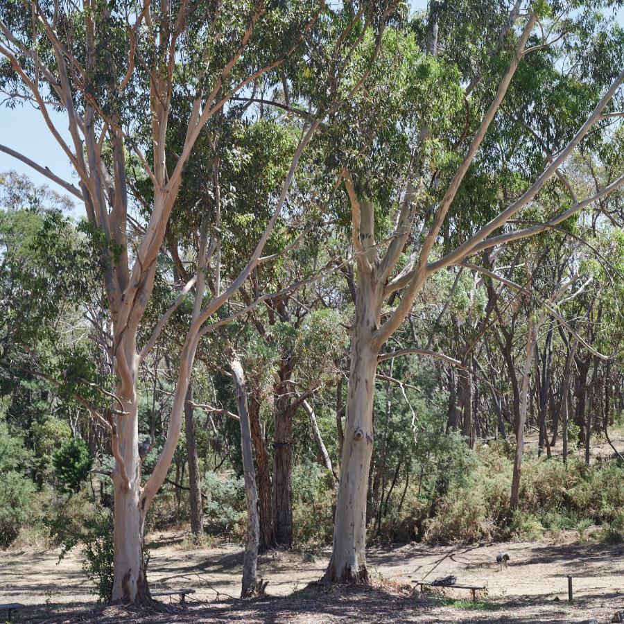 Eastern Hill Creswick Ξενοδοχείο Εξωτερικό φωτογραφία